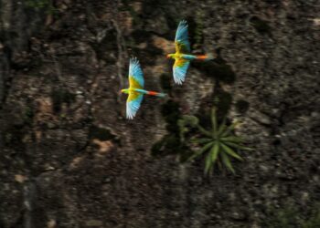 Gobierno de Oaxaca instala Grupo de Trabajo sobre Aves Silvestres de la ECUSBEO