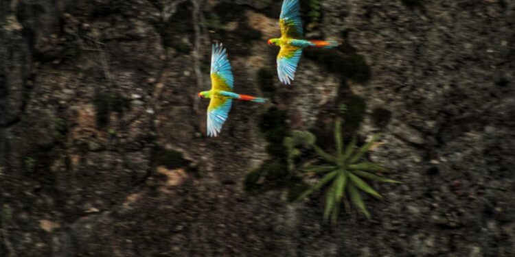 Gobierno de Oaxaca instala Grupo de Trabajo sobre Aves Silvestres de la ECUSBEO