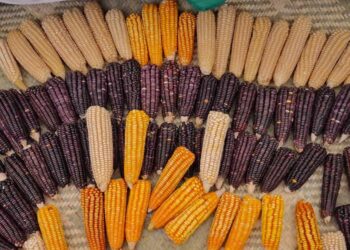 El maíz representa nuestra identidad y enaltece el sabor de la cocina oaxaqueña