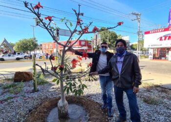 Para preservar entornos naturales, planta  Ayuntamiento de Oaxaca árboles en la capital