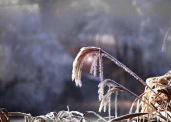 Pronostican ambiente frío con heladas y presencia de escarcha en zonas elevadas de la Mixteca, Sierra Norte y Sierra Sur