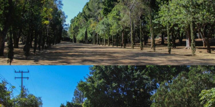 Coadyuva Bosque El Tequio a mejorar el medio ambiente en la capital