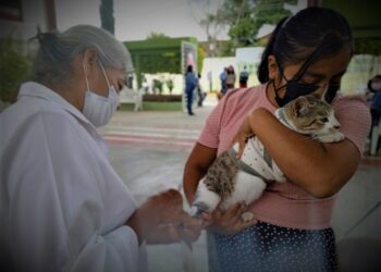 Cuidado de los animales, fundamental para prevenir zoonosis