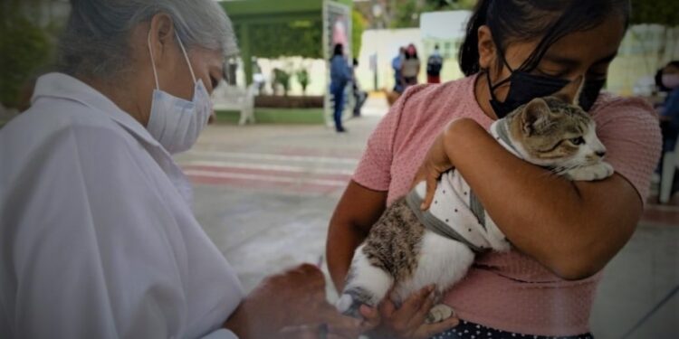Cuidado de los animales, fundamental para prevenir zoonosis