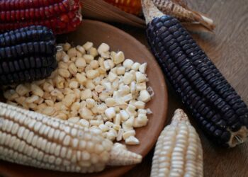 Oaxaca celebra el Día Nacional del Maíz, alimento que representa nuestra identidad