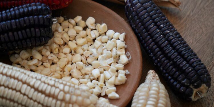 Oaxaca celebra el Día Nacional del Maíz, alimento que representa nuestra identidad