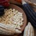 Oaxaca celebra el Día Nacional del Maíz, alimento que representa nuestra identidad