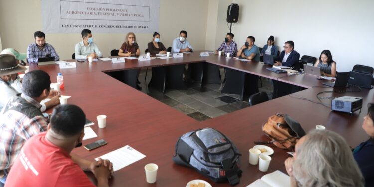 Discuten proyecto para construir iniciativa de ley que proteja al maguey en Oaxaca