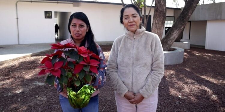 Invita DIF Oaxaca a canjear un producto de la canasta básica por una flor de Nochebuena en el Zócalo