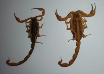 Recomienda SSO medidas para evitar picaduras de alacrán; se tiene suficiente abasto de suero