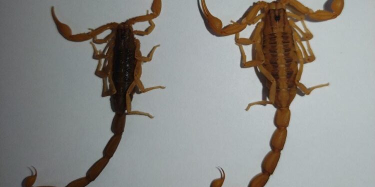 Recomienda SSO medidas para evitar picaduras de alacrán; se tiene suficiente abasto de suero