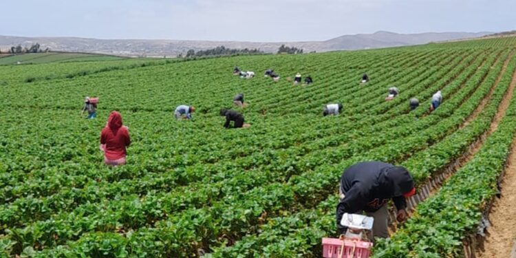 Prioriza Gobierno de Oaxaca acciones en favor de comunidad migrante de San Quintín