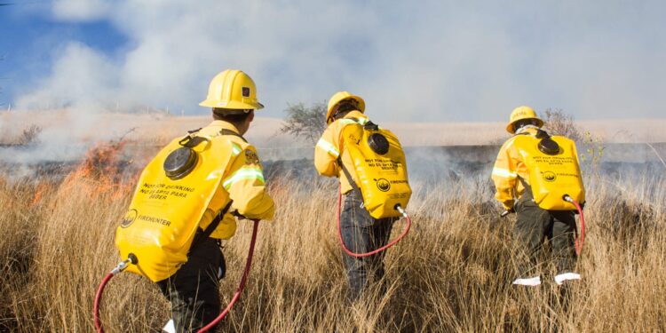 Combatientes de incendios forestales, héroes protectores de los bosques de Oaxaca
