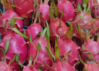 Promueve Sefader cultivo de pitahaya en Oaxaca