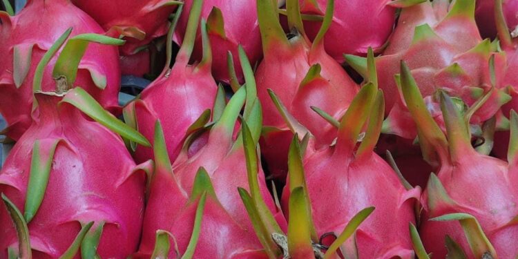 Promueve Sefader cultivo de pitahaya en Oaxaca