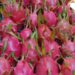 Promueve Sefader cultivo de pitahaya en Oaxaca