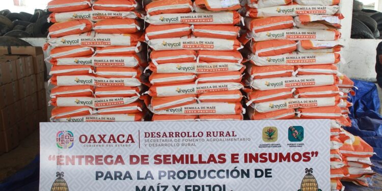 Arranca programa Abasto Seguro de Maíz en la Cuenca del Papaloapan