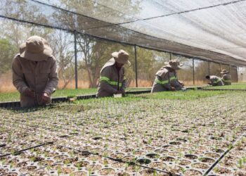 Lanza Coesfo convocatoria para reforestar hasta 200 mil hectáreas