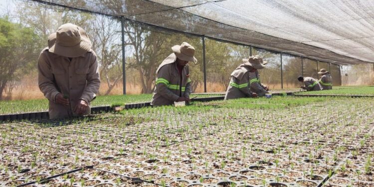 Lanza Coesfo convocatoria para reforestar hasta 200 mil hectáreas