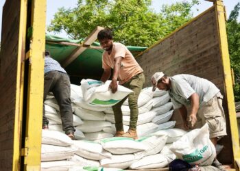 Programa Abasto Seguro de Maíz beneficia a 664 personas productoras de seis municipios