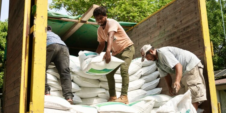 Programa Abasto Seguro de Maíz beneficia a 664 personas productoras de seis municipios