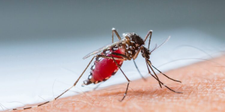 Exhorta SSO a la población a eliminar criaderos del mosquito transmisor del paludismo