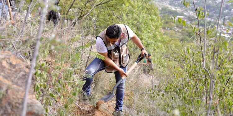 Siembra de árboles contribuye a recargar mantos acuíferos: Soapa