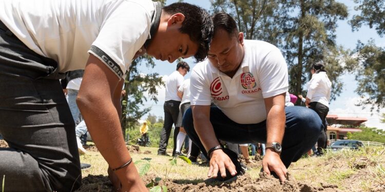 Realiza COBAO jornada de tequio y reforestación en sus 68 planteles