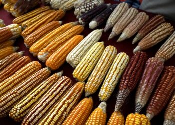 Gobierno de Oaxaca trabaja por la soberanía alimentaria y la autosuficiencia en maíz