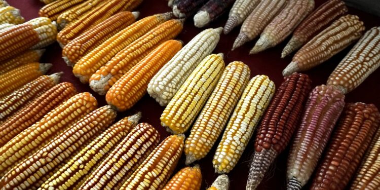 Gobierno de Oaxaca trabaja por la soberanía alimentaria y la autosuficiencia en maíz