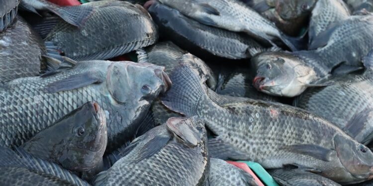 Revierte Sefader insuficiencia alimentaria con producción de peces