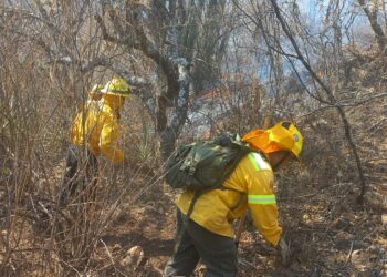 Atiende Coesfo incendios registrados en distintos puntos del estado