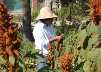 Con más de 40 cursos agropecuarios promueve Icapet desarrollo económico de la población