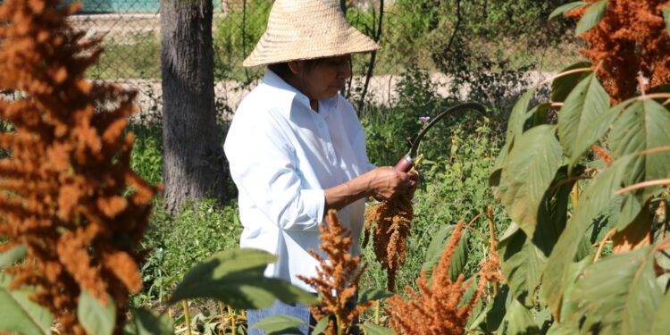 Con más de 40 cursos agropecuarios promueve Icapet desarrollo económico de la población
